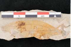 Foto (Detailansicht) von Plantae indet.  (NHMW-GEO-2024-0188-8066)